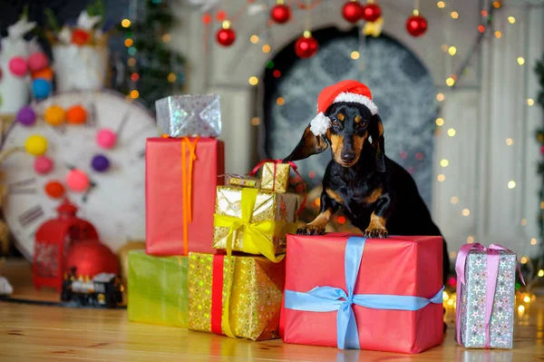 Pequeno cachorrinho adorável — Fotografia de Stock