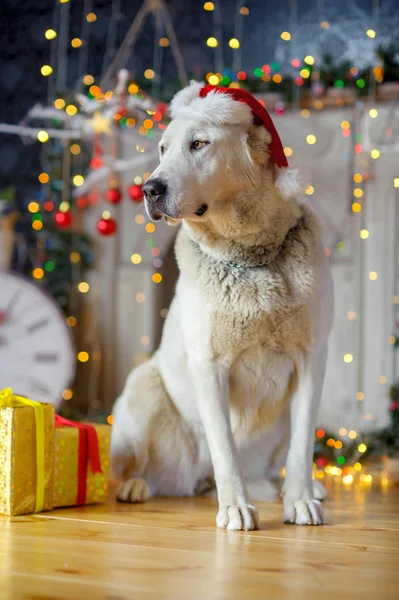 Grande cão branco no boné do Papai Noel — Fotografia de Stock