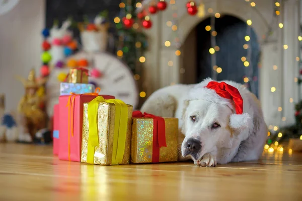 Big white dog in Santa Claus 's cap — стоковое фото