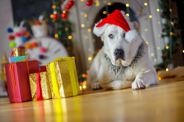 Grande cão branco — Fotografia de Stock