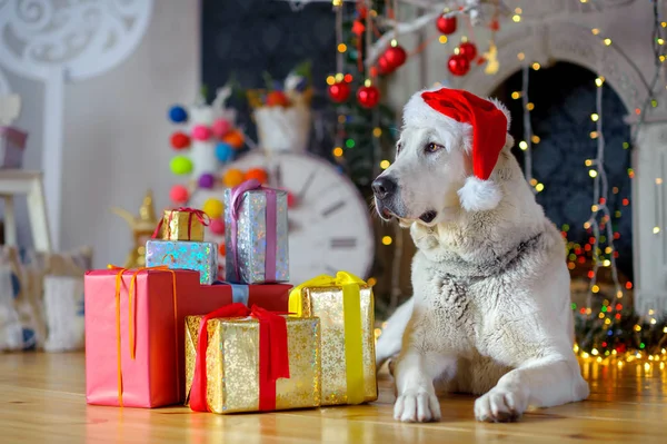 Велика біла собака в Санта-Клауса cap — стокове фото
