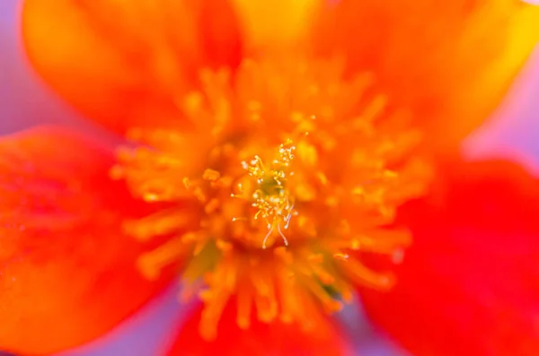 Brightly Orange Flower Background — Stock Photo, Image