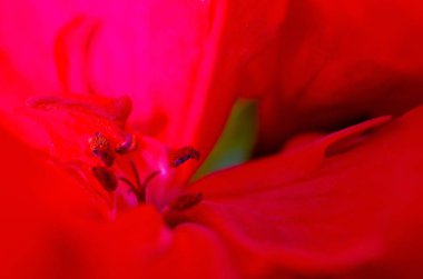 parlak kırmızı çiçek arka plan