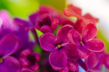 parlak, güneş leylak arka plan. Leylak çiçekleri