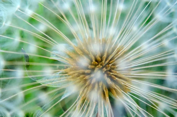 Ripened Change Dandelion Ready Crops — Stock Photo, Image