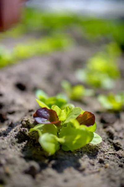 Grüner Hintergrund Das Frisch Wachsende Gemüse Grünzeug Nach Dem Gießen — Stockfoto