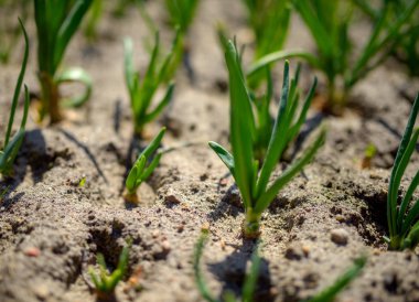 bir çiftlikte soğan ilk lahanası, taze yararlı sebzeler