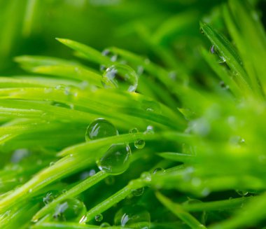 Taze bir bahar otu üzerinde yağmur damlacıkları