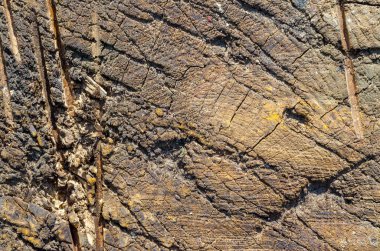 arka plan, güneşin kurumuş eski ahşap