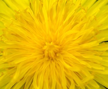 doğanın parlak boyalar