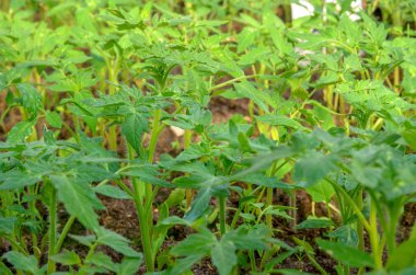 büyüyen fidan domates