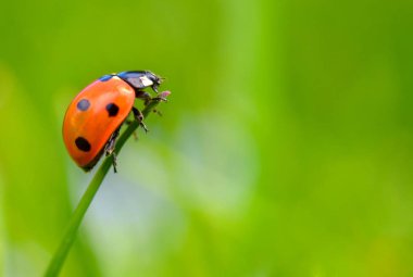 uğur böceği üzerinde yeşil sapı sürünür