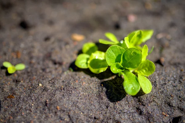 first young sprouts of greens, the growing lettuce leaves on the earth, damp after watering