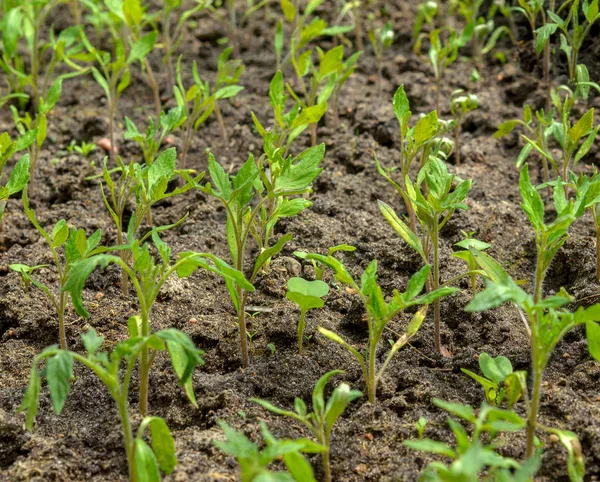 Primeros brotes de tomate — Foto de Stock