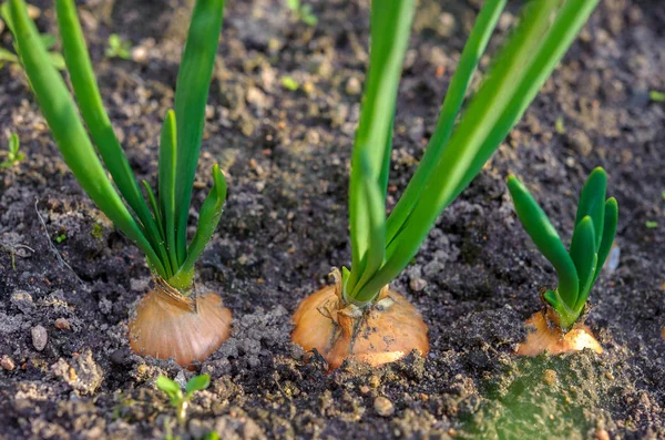 Anbau von frischem Gemüse — Stockfoto