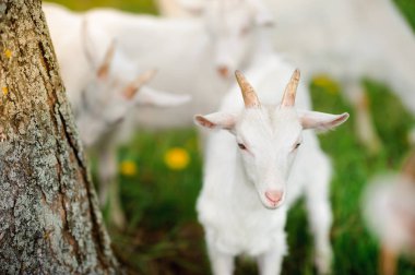 bir çayır on sıyrılmak keçi