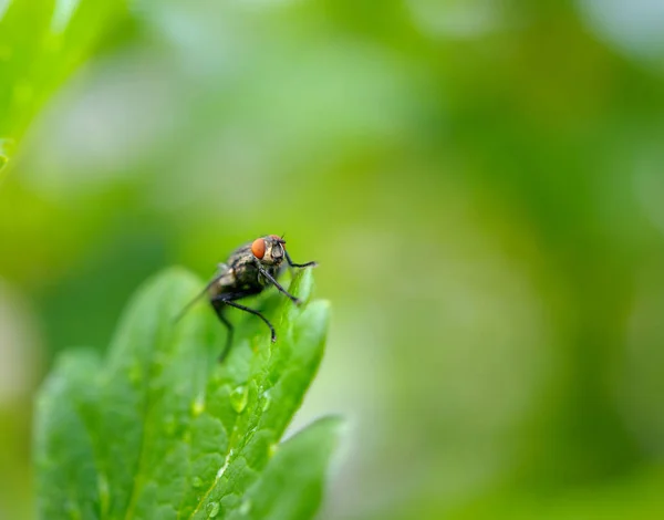 A mosca de veraneio — Fotografia de Stock