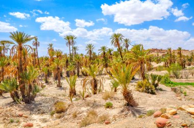 Fas ıssız bir parçası Palm grove