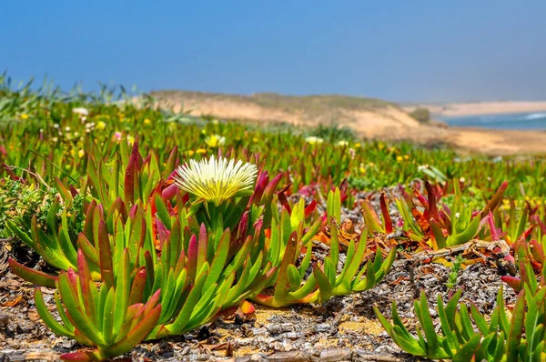 Blumen, die am Ufer wachsen — Stockfoto