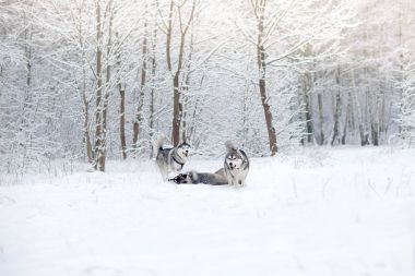 Kar ahşap dış yapraklar.