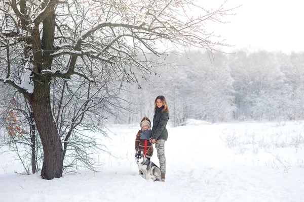 Família em conjunto com huskies na madeira de inverno — Fotografia de Stock