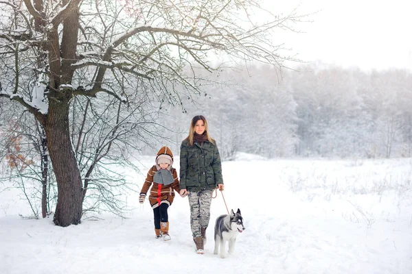 Família em conjunto com huskies na madeira de inverno — Fotografia de Stock