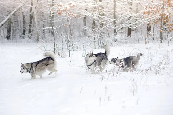 Huskies in sneeuw hout. — Stockfoto