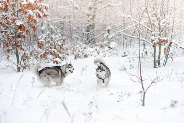 Huskies στο χιόνι ξύλο. — Φωτογραφία Αρχείου