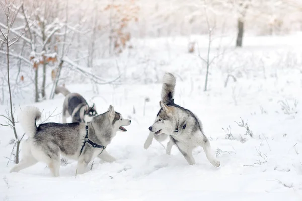 Huskies in snow wood. — Stock Photo, Image