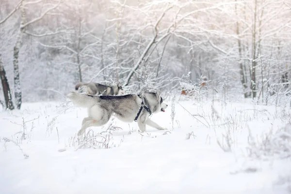 Husky w drewno śnieg. — Zdjęcie stockowe