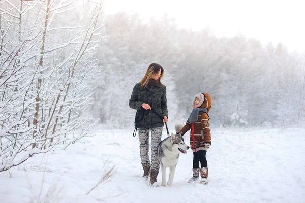 Família anda com um huskies — Fotografia de Stock