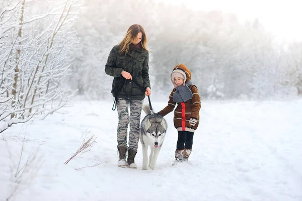 Passeggiate in famiglia con un husky — Foto Stock