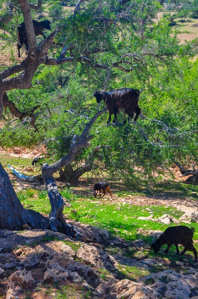 Les animaux sont broutés sur les arbres — Photo