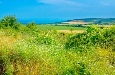 alan açık güneşli günde koymak ayçiçeği ekimi ufukta olgun otlar