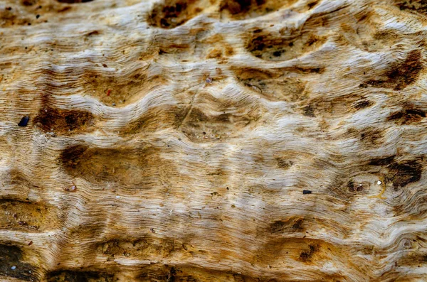 背景美しいからから波状繊維で古い木 — ストック写真