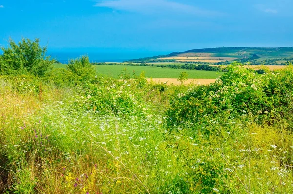 alan açık güneşli günde koymak ayçiçeği ekimi ufukta olgun otlar
