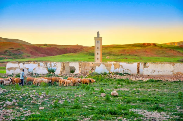 Çoban Koyun Sürüsü Ile Bir Gün Batımı Geri Dönüyor Terk — Stok fotoğraf