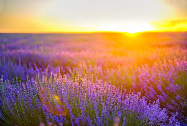 Campo Lavanda Una Puesta Sol —  Fotos de Stock