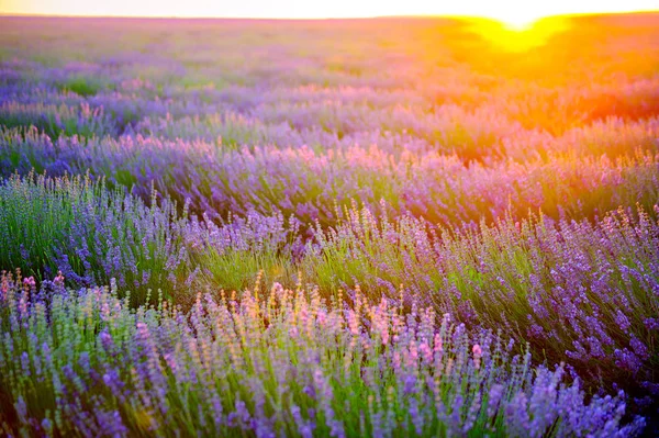 Fields Blossoming Lavender Sunset Bright Saturated Flowers Beams Setting Sun — Stock Photo, Image