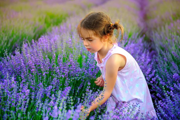 女孩与滑稽的辫子收集花束在薰衣草领域 — 图库照片