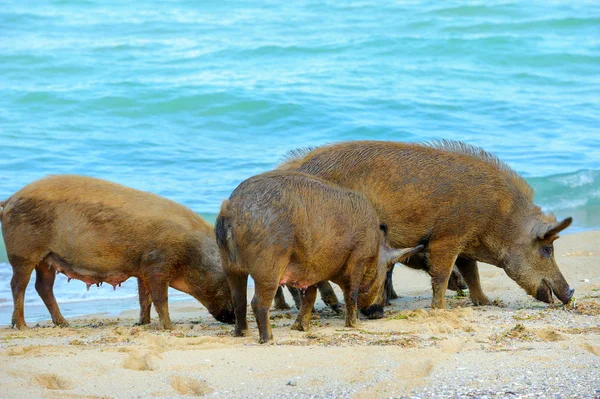 Familia Jabalíes Camina Busca Comida Largo Orilla Del Mar — Foto de Stock