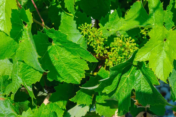 Vineyards Europe Cluster Young Green Grapes Surrounded Fresh Leaves — Stock Photo, Image