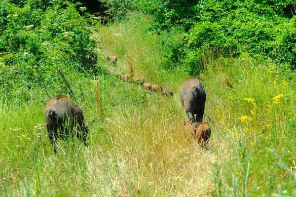 Une Grande Famille Sangliers Marchant Dans Les Bois Recherche Nourriture — Photo