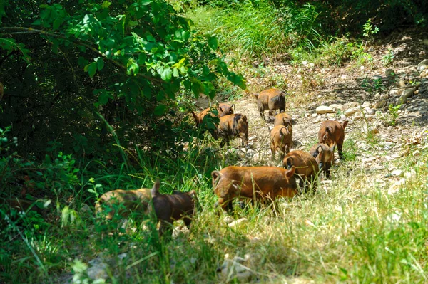 Famille Des Sangliers Recherche Nourriture — Photo