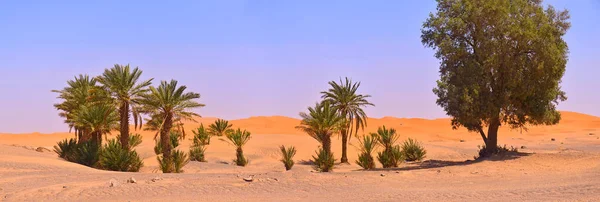 Pequeno Oásis Deserto Saara Fundo Almoços Arenosos — Fotografia de Stock