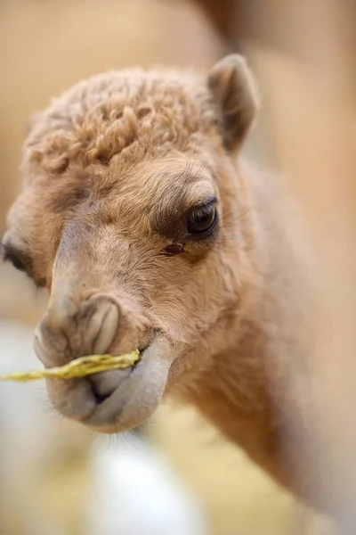 Pequeño Camello Mastica Heno Enfoque Suave — Foto de Stock
