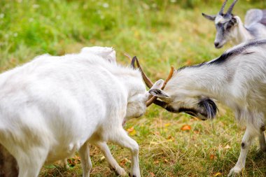 birbirleriyle ilişkileri iki keçi öğrenin