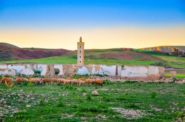 Rebaño Ovejas Contra Fondo Mezquita Destruida Provincia Marroquí —  Fotos de Stock