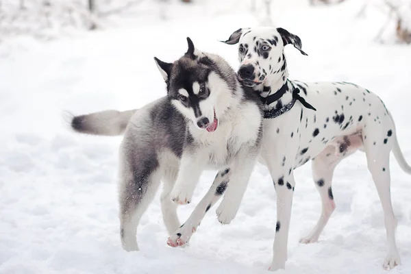 Dwa psy grać w zaśnieżony Las — Zdjęcie stockowe