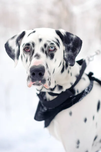 Portret Pies Dalmatyńczyk Oczy Różnych Kolorach — Zdjęcie stockowe